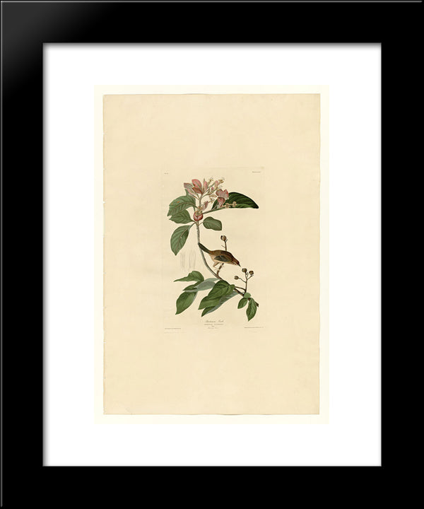 Plate 165 Bachmans Finch 20x24 Black Modern Wood Framed Art Print Poster by Audubon, John James