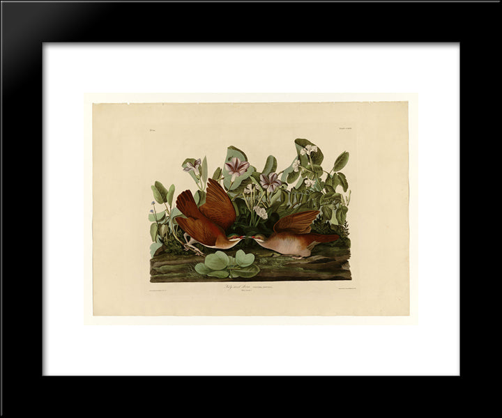 Plate 167 Key-West Dove 20x24 Black Modern Wood Framed Art Print Poster by Audubon, John James