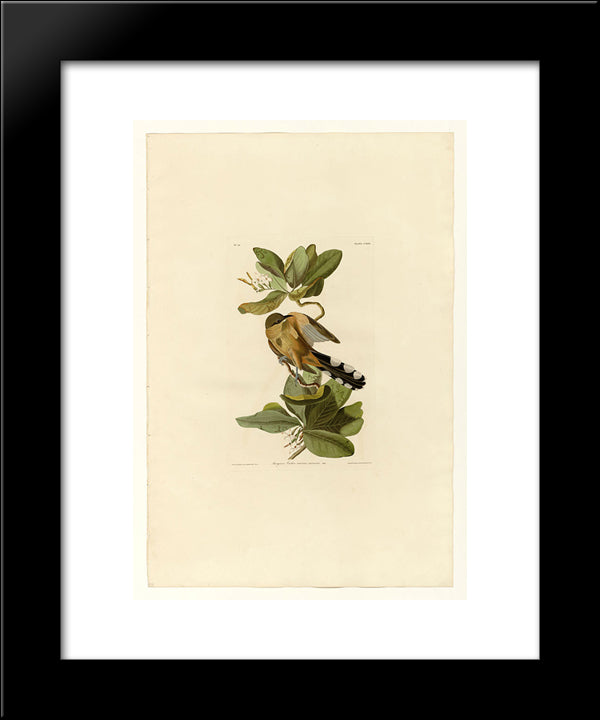 Plate 169 Mangrove Cuckoo 20x24 Black Modern Wood Framed Art Print Poster by Audubon, John James