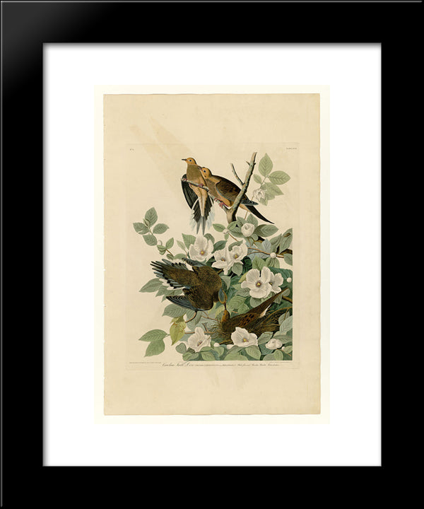 Plate 17. Carolina Turtle Dove 20x24 Black Modern Wood Framed Art Print Poster by Audubon, John James