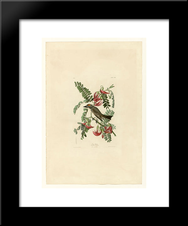Plate 170 Gray Tyrant 20x24 Black Modern Wood Framed Art Print Poster by Audubon, John James