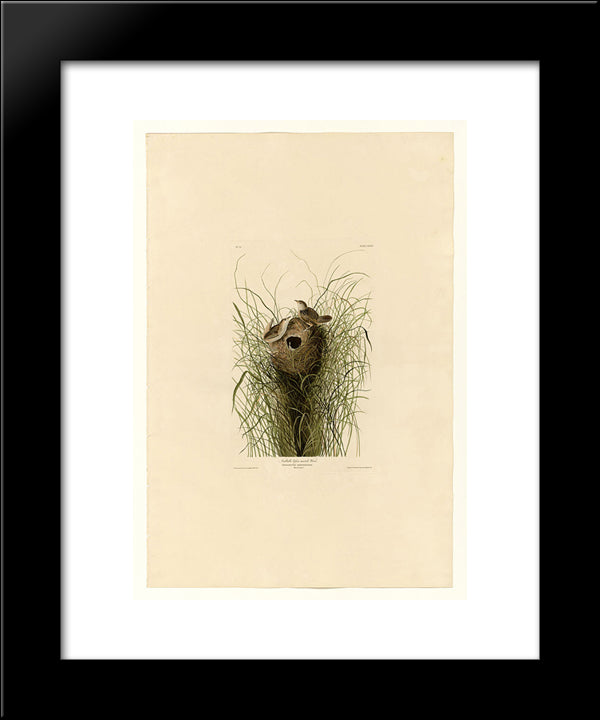 Plate 175 Nuttall'S Lesser-Marsh Wren 20x24 Black Modern Wood Framed Art Print Poster by Audubon, John James