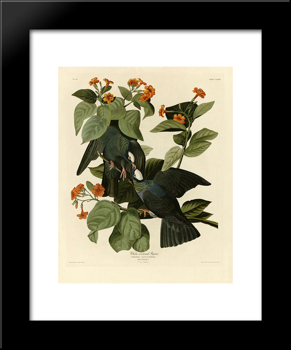 Plate 177 White-Crowned Pigeon Crop 20x24 Black Modern Wood Framed Art Print Poster by Audubon, John James