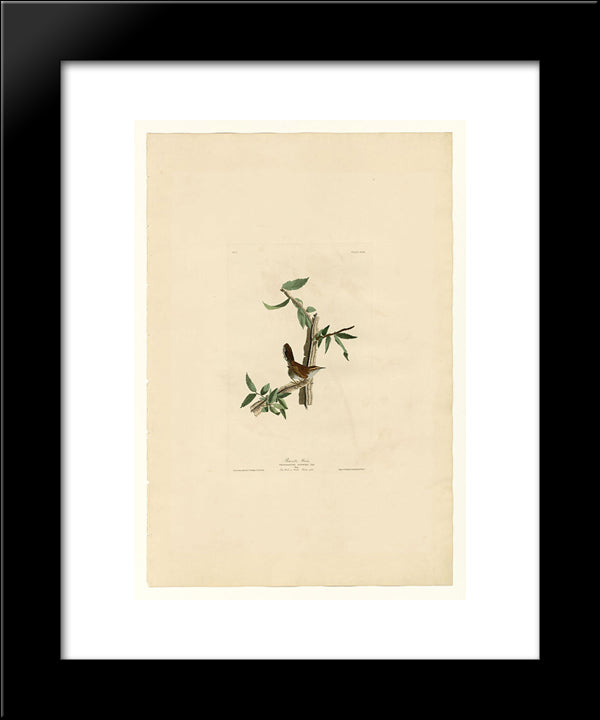 Plate 18. Bewick'S Wren 20x24 Black Modern Wood Framed Art Print Poster by Audubon, John James