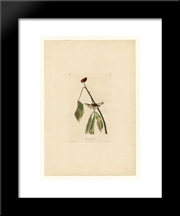 Plate 19. Louisiana Water Thrush 20x24 Black Modern Wood Framed Art Print Poster by Audubon, John James