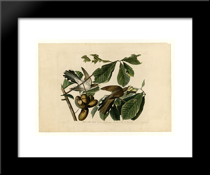 Plate 2. Yellow-Billed Cuckoo 20x24 Black Modern Wood Framed Art Print Poster by Audubon, John James