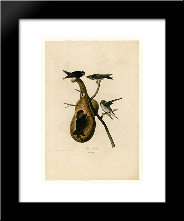 Plate 22. Purple Martin 20x24 Black Modern Wood Framed Art Print Poster by Audubon, John James