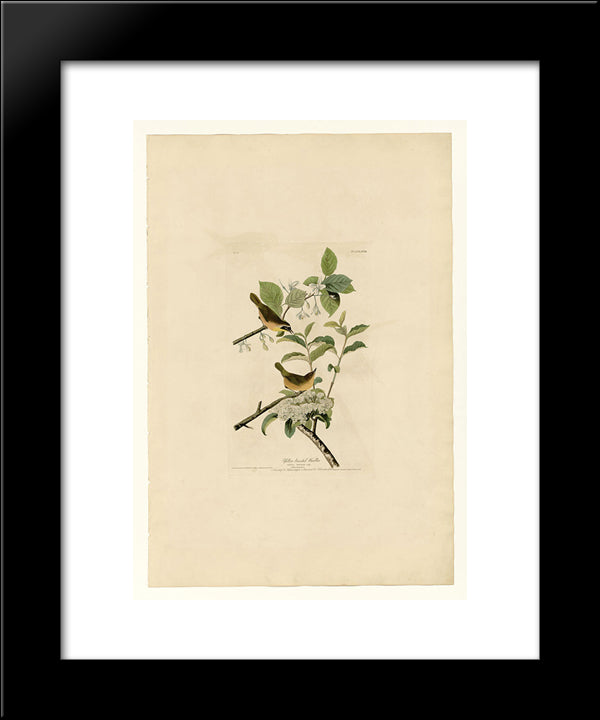 Plate 23. Yellow-Breasted Warbler 20x24 Black Modern Wood Framed Art Print Poster by Audubon, John James