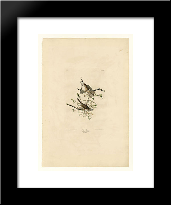Plate 25. Song Sparrow 20x24 Black Modern Wood Framed Art Print Poster by Audubon, John James