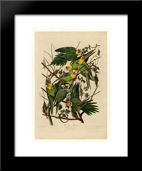 Plate 26. Carolina Parrot 20x24 Black Modern Wood Framed Art Print Poster by Audubon, John James