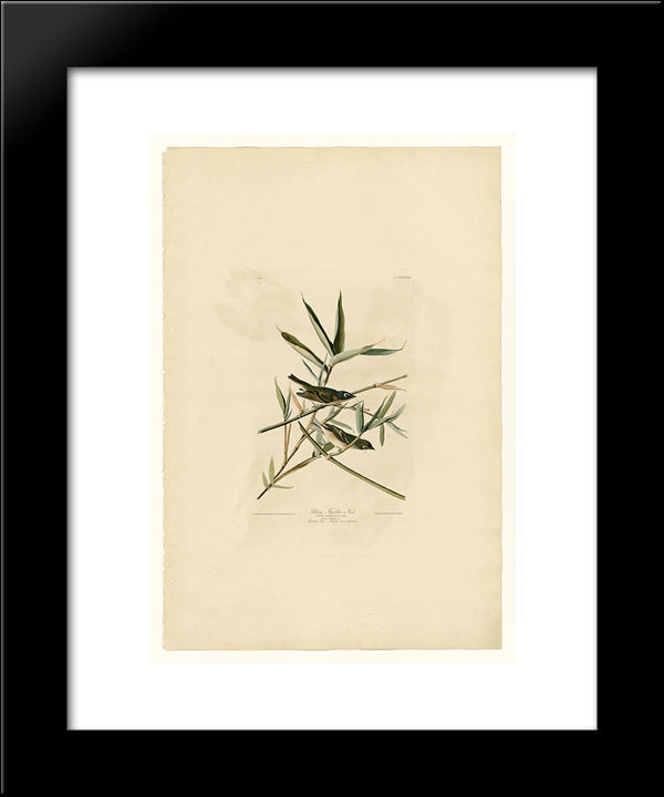 Plate 28. Solitary Flycatcher Or Vireo 20x24 Black Modern Wood Framed Art Print Poster by Audubon, John James
