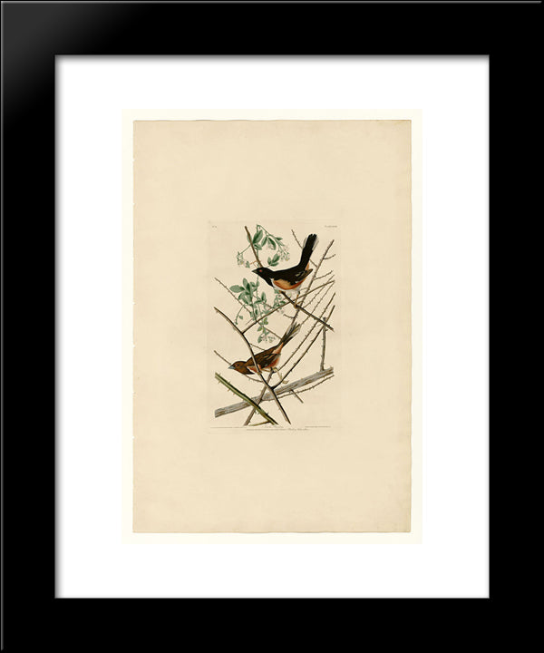 Plate 29. Towhe Bunting 20x24 Black Modern Wood Framed Art Print Poster by Audubon, John James