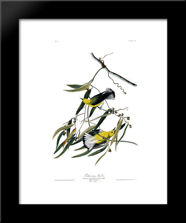 Plate 3. Prothonotary Warbler 20x24 Black Modern Wood Framed Art Print Poster by Audubon, John James
