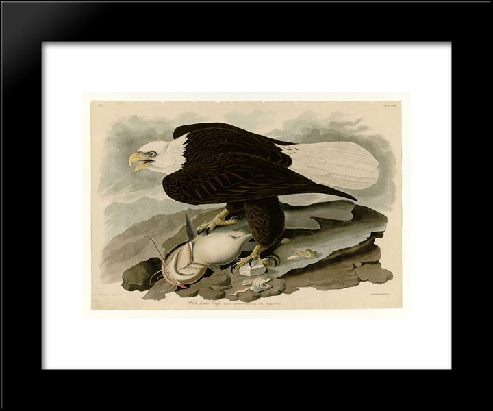 Plate 31. White-Headed Eagle 20x24 Black Modern Wood Framed Art Print Poster by Audubon, John James
