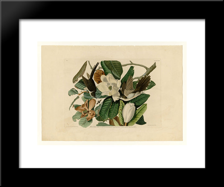 Plate 32. Black-Billed Cuckoo 20x24 Black Modern Wood Framed Art Print Poster by Audubon, John James