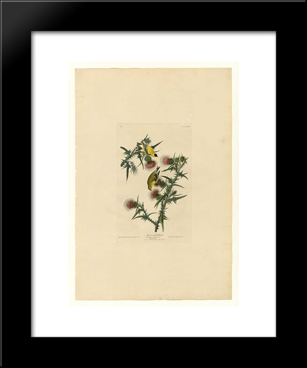 Plate 33. American Goldfinch 20x24 Black Modern Wood Framed Art Print Poster by Audubon, John James