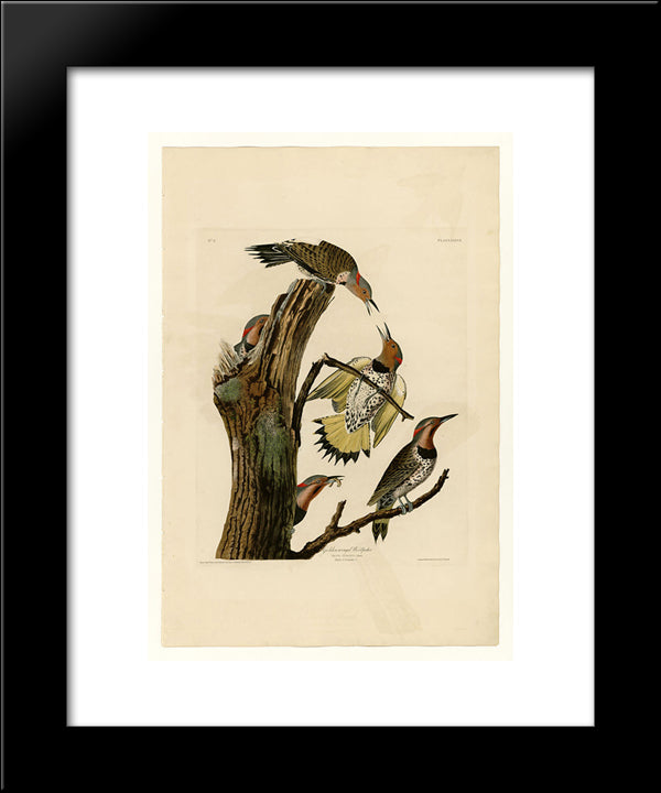 Plate 37. Golden-Winged Woodpecker 20x24 Black Modern Wood Framed Art Print Poster by Audubon, John James
