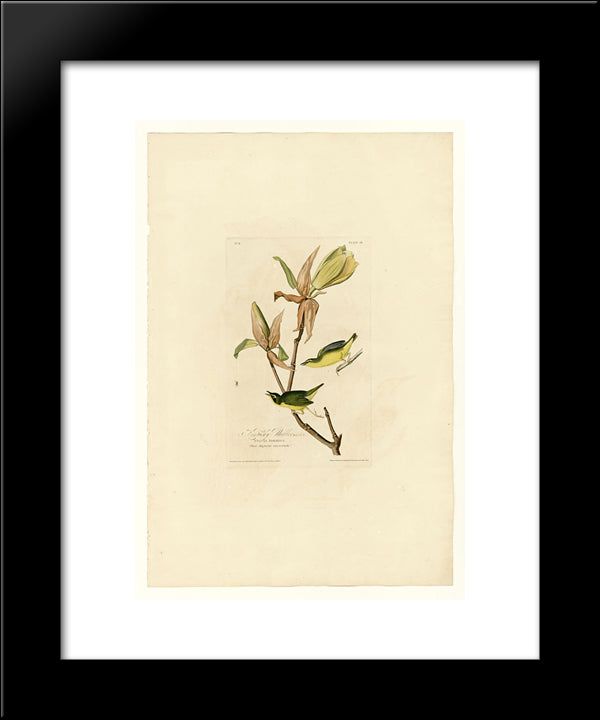 Plate 38. Kentucky Warbler 20x24 Black Modern Wood Framed Art Print Poster by Audubon, John James