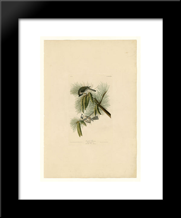 Plate 39. Crested Titmouse 20x24 Black Modern Wood Framed Art Print Poster by Audubon, John James