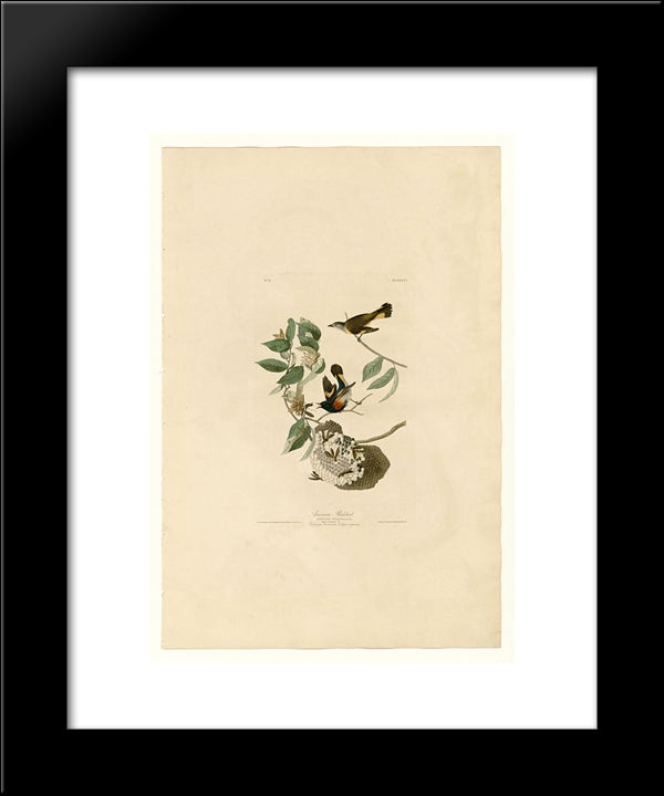 Plate 40. American Redstart 20x24 Black Modern Wood Framed Art Print Poster by Audubon, John James