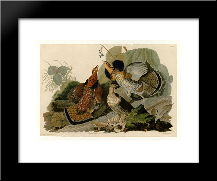 Plate 41. Ruffed Grouse 20x24 Black Modern Wood Framed Art Print Poster by Audubon, John James
