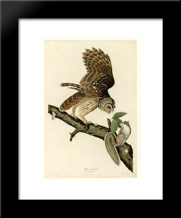 Plate 46. Barred Owl 20x24 Black Modern Wood Framed Art Print Poster by Audubon, John James