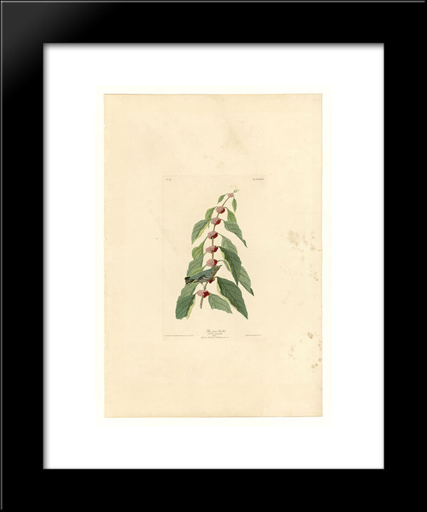 Plate 49. Blue-Green Warbler 20x24 Black Modern Wood Framed Art Print Poster by Audubon, John James