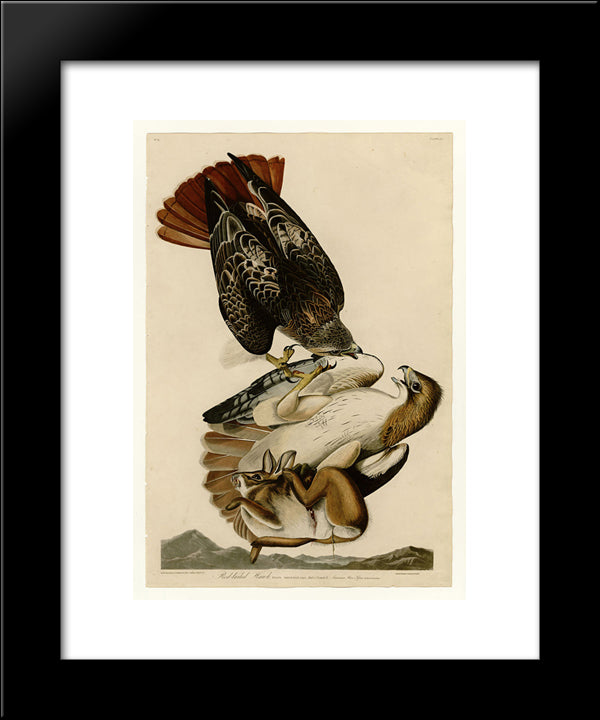 Plate 51. Red-Tailed Hawk 20x24 Black Modern Wood Framed Art Print Poster by Audubon, John James