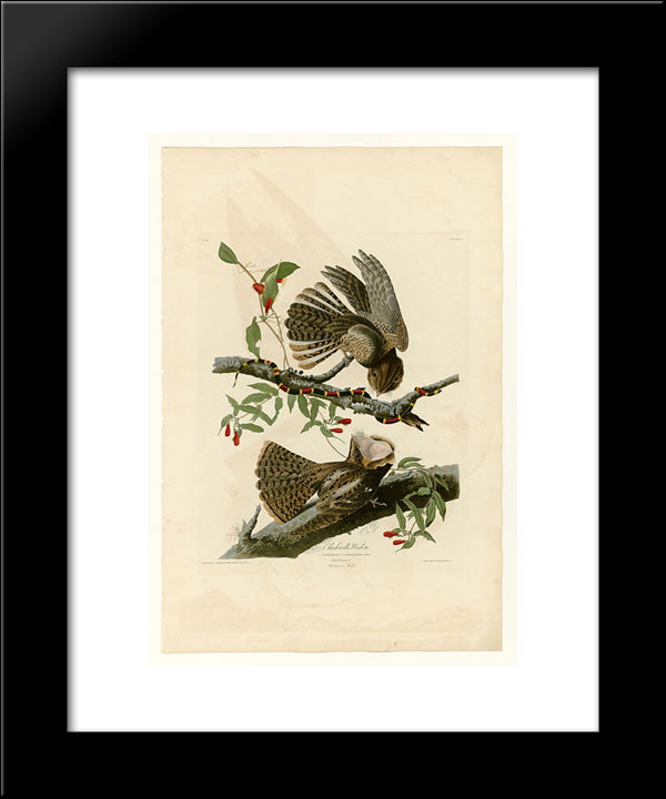 Plate 52. Chuck-Will'S Widow 20x24 Black Modern Wood Framed Art Print Poster by Audubon, John James