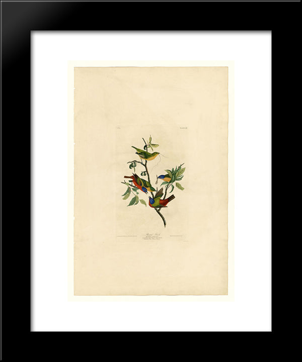 Plate 53. Painted Finch 20x24 Black Modern Wood Framed Art Print Poster by Audubon, John James