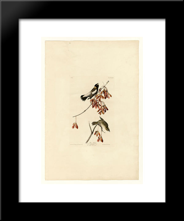 Plate 54. Rice Bird 20x24 Black Modern Wood Framed Art Print Poster by Audubon, John James