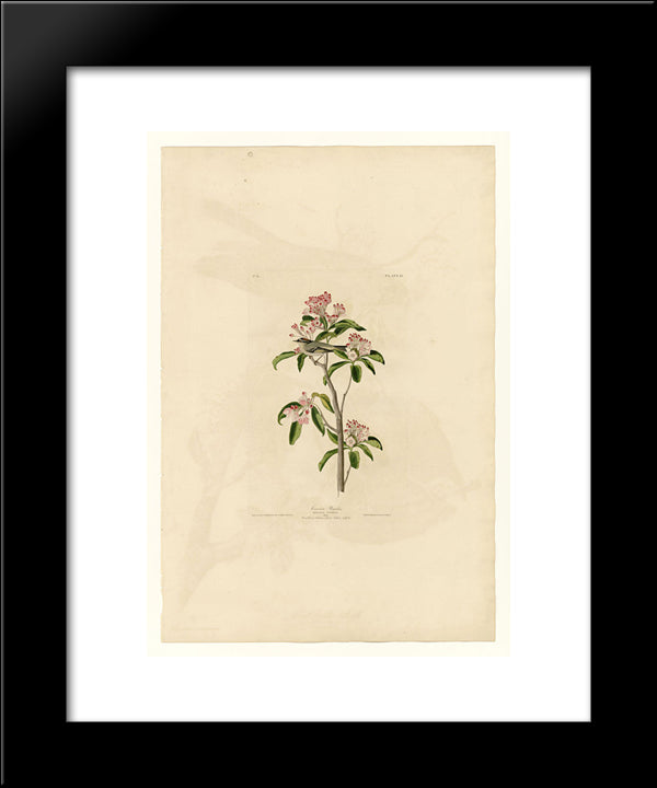 Plate 55. Cuvier'S Regulus 20x24 Black Modern Wood Framed Art Print Poster by Audubon, John James