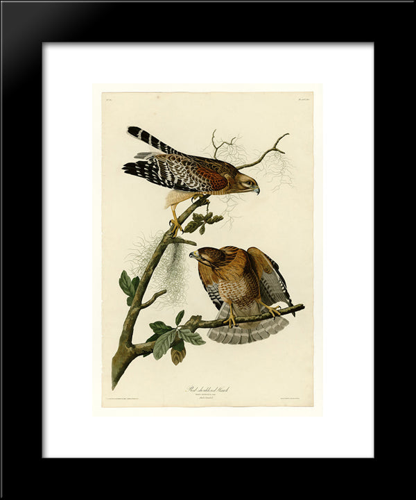 Plate 56. Red-Shouldered Hawk 20x24 Black Modern Wood Framed Art Print Poster by Audubon, John James