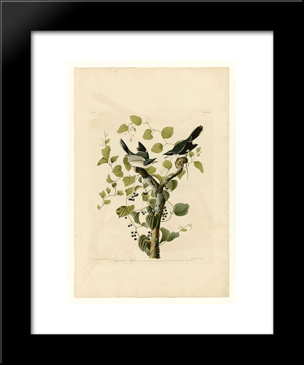 Plate 57. Loggerhead Shrike 20x24 Black Modern Wood Framed Art Print Poster by Audubon, John James