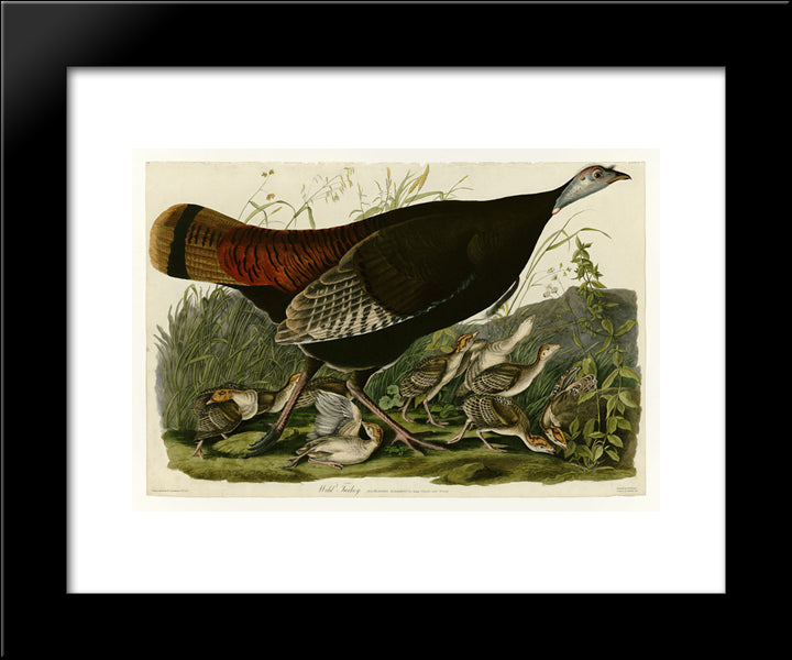 Plate 6. Wild Turkey 20x24 Black Modern Wood Framed Art Print Poster by Audubon, John James