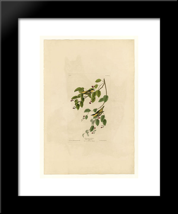 Plate 60. Carbonated Warbler 20x24 Black Modern Wood Framed Art Print Poster by Audubon, John James