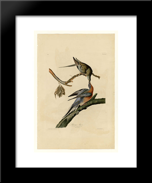 Plate 62. Passenger Pigeon 20x24 Black Modern Wood Framed Art Print Poster by Audubon, John James