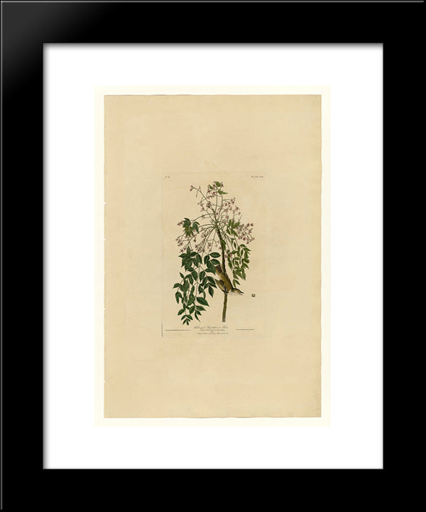 Plate 63 White-Eyed Flycatcher Or Vireo 20x24 Black Modern Wood Framed Art Print Poster by Audubon, John James