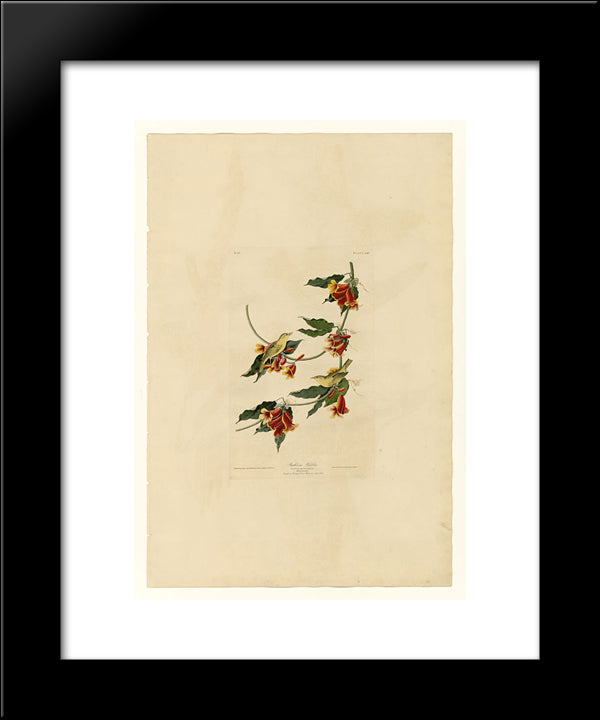 Plate 65 Rathbone Warbler 20x24 Black Modern Wood Framed Art Print Poster by Audubon, John James