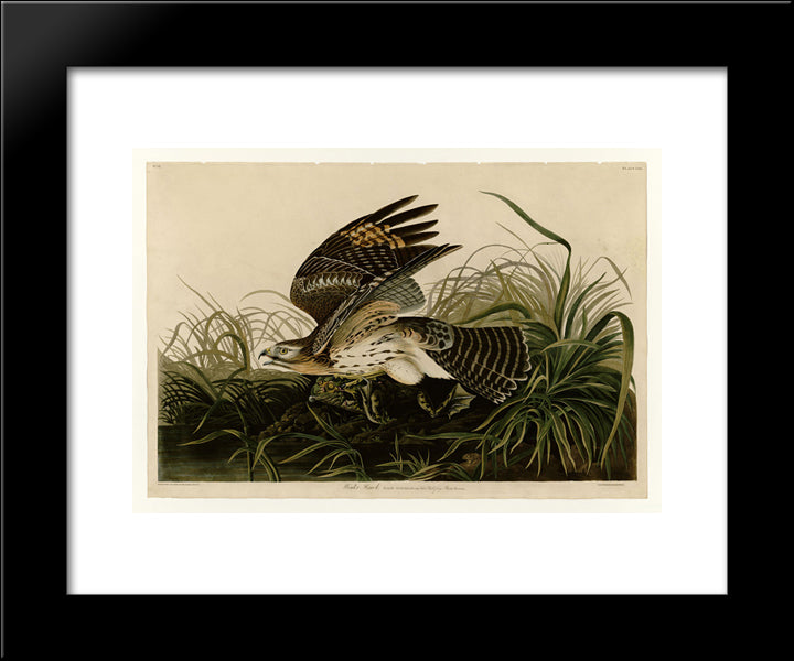 Plate 71 Winter Hawk 20x24 Black Modern Wood Framed Art Print Poster by Audubon, John James