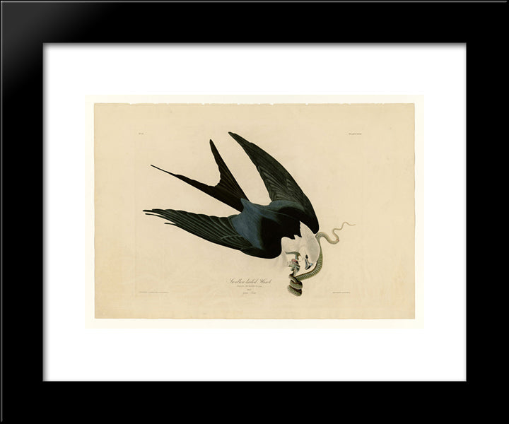 Plate 72 Swallow-Tailed Hawk 20x24 Black Modern Wood Framed Art Print Poster by Audubon, John James