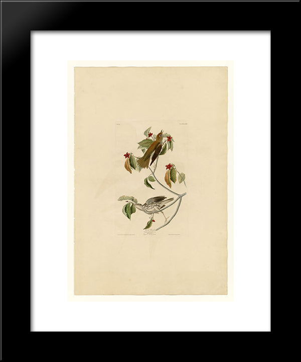 Plate 73 Wood Thrush 20x24 Black Modern Wood Framed Art Print Poster by Audubon, John James