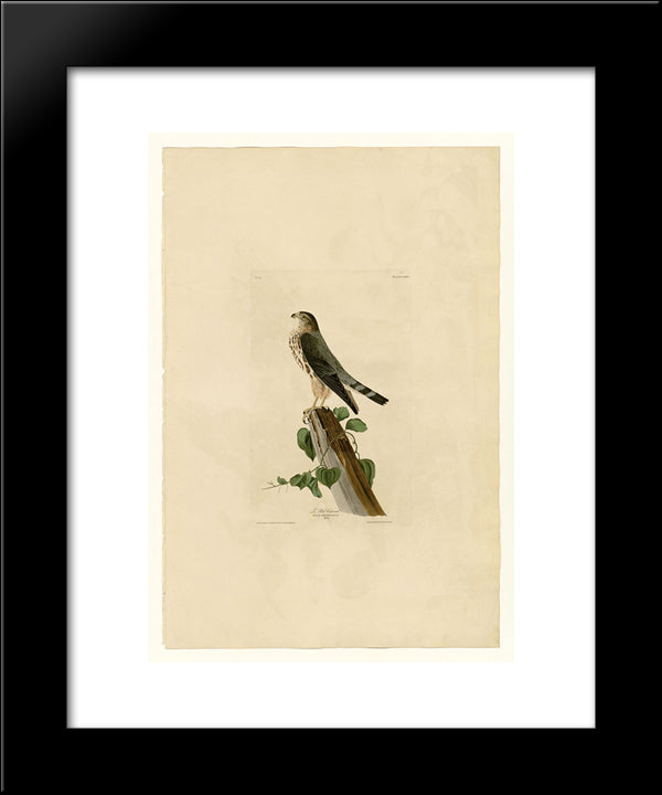 Plate 75 Le Petit Caporal 20x24 Black Modern Wood Framed Art Print Poster by Audubon, John James