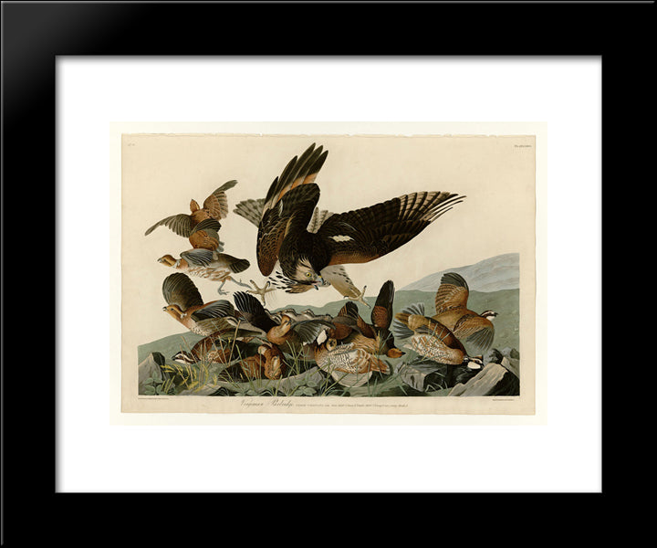 Plate 76 Virginian Partridge 20x24 Black Modern Wood Framed Art Print Poster by Audubon, John James