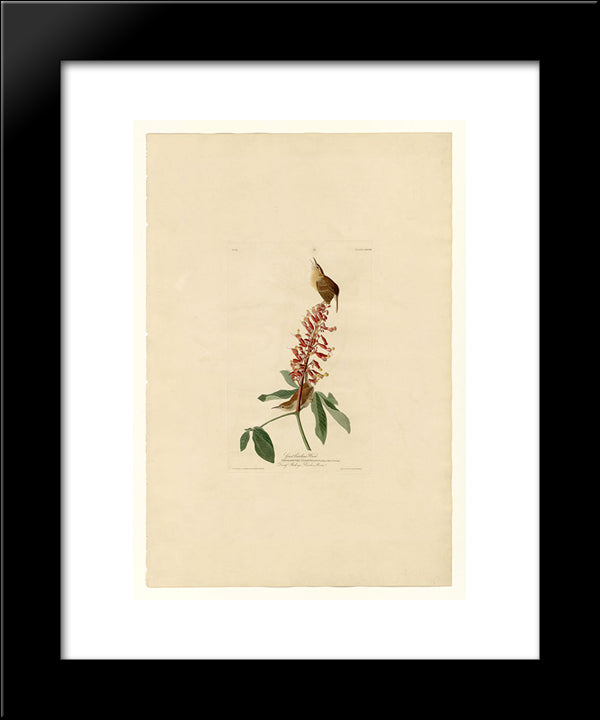 Plate 78 Great Carolina Wren 20x24 Black Modern Wood Framed Art Print Poster by Audubon, John James