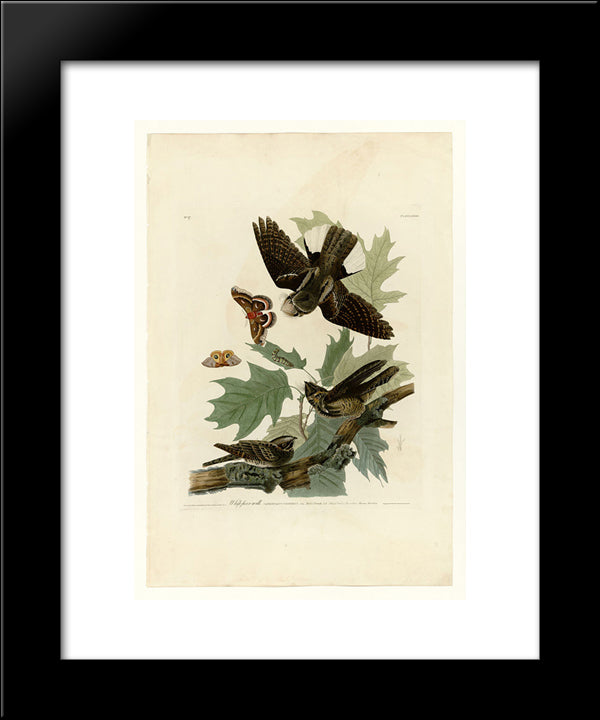 Plate 82 Whip-Poor-Will 20x24 Black Modern Wood Framed Art Print Poster by Audubon, John James