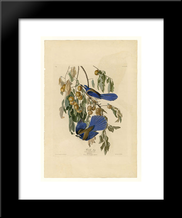 Plate 87 Florida Jay 20x24 Black Modern Wood Framed Art Print Poster by Audubon, John James