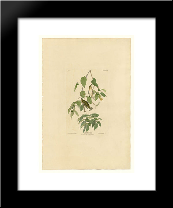 Plate 88 Autumnal Warbler 20x24 Black Modern Wood Framed Art Print Poster by Audubon, John James