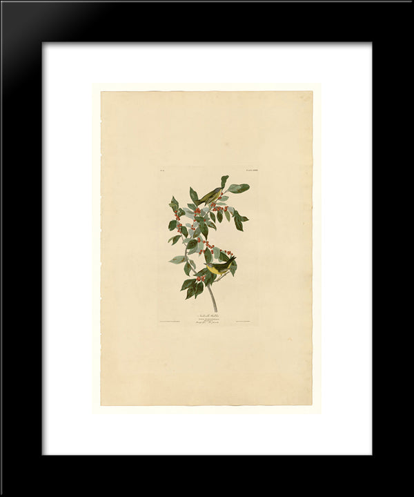Plate 89 Nashville Warbler 20x24 Black Modern Wood Framed Art Print Poster by Audubon, John James