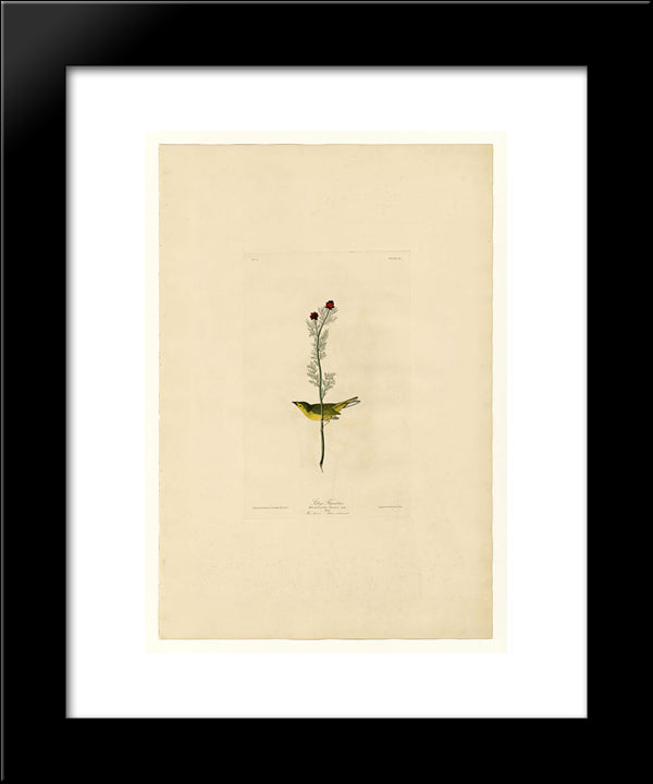 Plate 9 Selby'S Flycatcher 20x24 Black Modern Wood Framed Art Print Poster by Audubon, John James